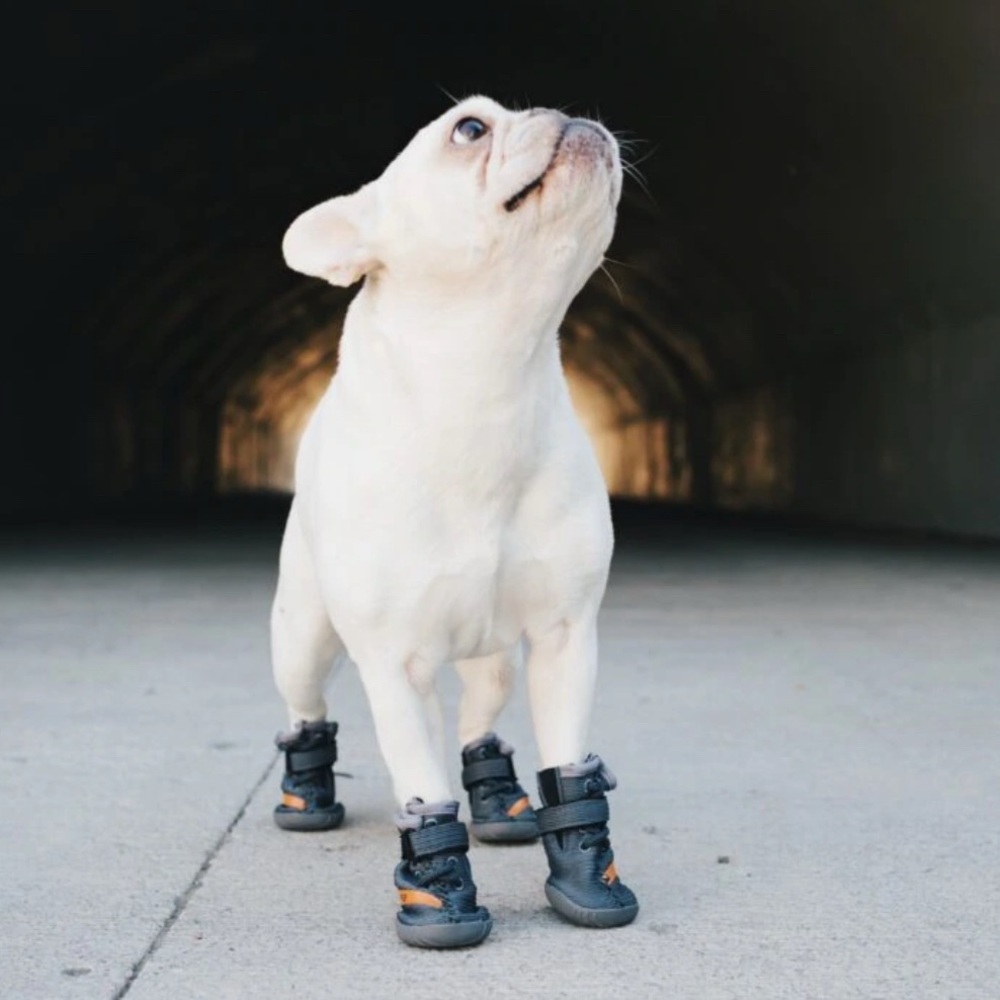 🆕 Dog “Yeezy” Sneakers